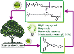 Graphical abstract: Chemically recyclable and mechanically robust non-isocyanate polyurethanes from resveratrol