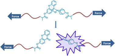 Graphical abstract: Mechanically induced chemiluminescence of xanthene-modified 1,2-dioxetane in polymers
