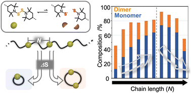 Graphical abstract: Ring-chain equilibria of dynamic macrocycles with a bis(hindered amino)disulfide linker