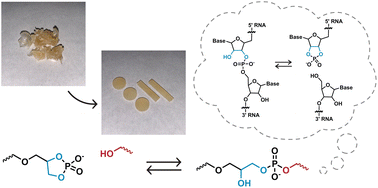 Graphical abstract: RNA-inspired phosphate diester dynamic covalent networks