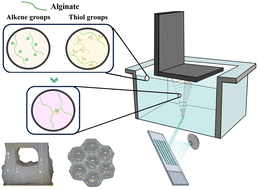 Graphical abstract: Vat 3D printing of full-alginate hydrogels via thiol–ene reactions towards tissue engineering applications