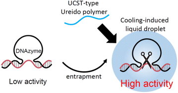 Graphical abstract: Encapsulation in cooling-induced coacervates augments DNA enzyme activity