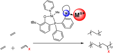 Graphical abstract: Lewis acid modulation in phosphorus phenol nickel catalyzed ethylene polymerization and copolymerization