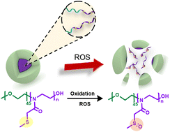 Graphical abstract: Thioether-based poly(2-oxazoline)s: from optimized synthesis to advanced ROS-responsive nanomaterials