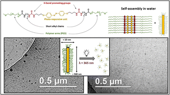Graphical abstract: Photo-responsive disassembly of supramolecular polymer bottlebrushes in water