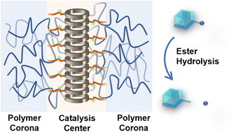 Graphical abstract: Supramolecular peptide nanotubes as artificial enzymes for catalysing ester hydrolysis