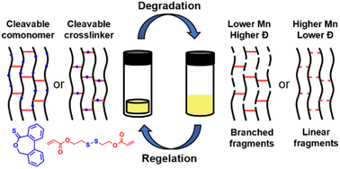Graphical abstract: Strands vs. crosslinks: topology-dependent degradation and regelation of polyacrylate networks synthesised by RAFT polymerisation