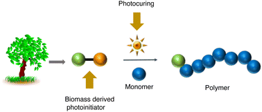 Graphical abstract: Near-visible light active biomass derived benzoin photoinitiators for energy curing applications