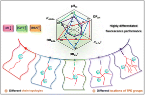 Graphical abstract: Highly differentiated multi-stimuli-responsive fluorescence performance of tetraphenylethylene-containing styrene–maleic acid copolymers induced by macromolecular architecture control