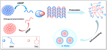 Graphical abstract: Orthogonal polymerization of aziridine with cyclic carbonates for constructing amphiphilic block copolymers