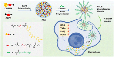 Graphical abstract: Anti-inflammatory unimolecular micelles of redox-responsive hyperbranched polycurcumin amphiphiles with enhanced anti-inflammatory efficacy in vitro and in vivo
