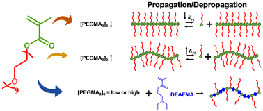 Graphical abstract: The influence of depropagation on PEGMA9 solution radical homopolymerization and copolymerization with DEAEMA: in situ1H-NMR measurements and reactivity ratio estimation by dynamic optimization