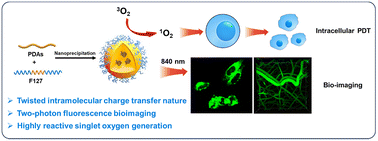 Graphical abstract: Achieving two-photon fluorescence bioimaging and photodynamic therapy for D–A conjugated polymers through manipulating twisted intramolecular charge transfer