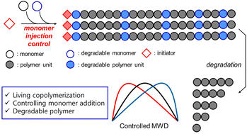Graphical abstract: Tailoring molecular weight distribution via polymer degradability
