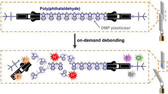 Graphical abstract: Functional design of stimuli-responsive poly(phthalaldehyde)-based adhesives: depolymerization kinetics and mechanical strength management through plasticizer addition