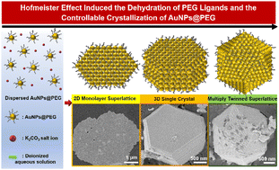 Graphical abstract: Hofmeister effect-driven superlattice construction via hydrophilic/hydrophobic transition of poly(ethylene glycol) ligands