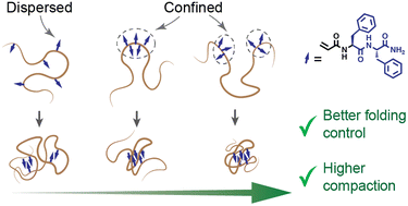 Graphical abstract: Confinement of folding motifs within central blocks improves single chain polymer nanoparticle folding