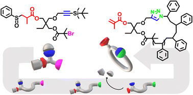 Graphical abstract: Cyclic macromonomer from a multifunctional atom transfer radical polymerization initiator via sulfoxide-based vinyl protection