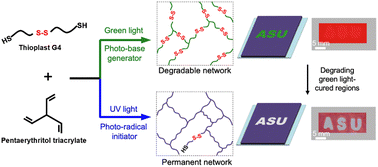 Graphical abstract: Directing network degradability using wavelength-selective thiol-acrylate photopolymerization