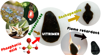 Graphical abstract: Phosphorus acid: an asset for flame-retardant sustainable vitrimers