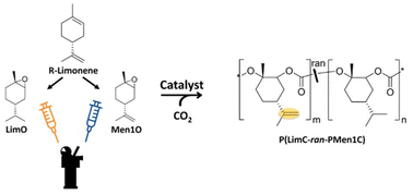 Graphical abstract: Bio-based, random terpolymers with defined functionality based on poly(limonene carbonate-ran-menth-1-ene carbonate)