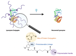 Graphical abstract: Enzyme-polymer conjugates with photocleavable linkers for control over protein activity