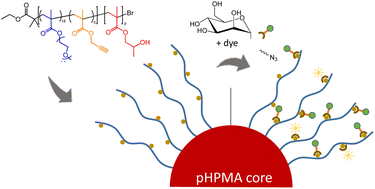 Graphical abstract: Surface mannosylation of dispersion polymerisation derived nanoparticles by copper mediated click chemistry