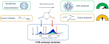 Graphical abstract: Enhanced rate of sarcosine N-carboxyanhydride polymerisation from a lysine dendrimer macroinitiator driven by neighbouring H-bonding effects