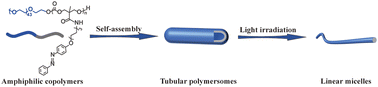 Graphical abstract: Synthesis and characterization of light-responsive biodegradable tubular polymersomes