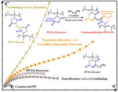 Graphical abstract: Polypropylene-based transesterification covalent adaptable networks with internal catalysis