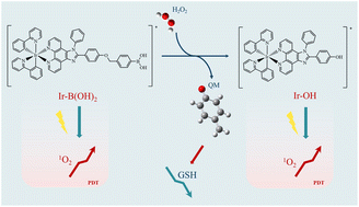 Graphical abstract: Mechanism of action of an Ir(iii) complex bearing a boronic acid active as a H2O2-responsive photosensitizer: ROS generation and quinone methide release for GSH scavenging