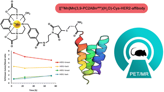 Graphical abstract: Synthesis and characterization of a novel [52Mn]Mn-labelled affibody based radiotracer for HER2+ targeting