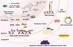 Graphical abstract: CX-5461-inspired monofunctional platinum RNA polymerase I selective inhibitors with selective lethality in BRCA1-deficient cancer cells