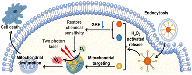 Graphical abstract: Cancer cell membrane-camouflaged and H2O2-activatable nanocomposites for synergistic chemotherapy and two-photon photodynamic therapy against melanoma