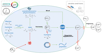 Graphical abstract: Microbial biosynthesis of quantum dots: regulation and application