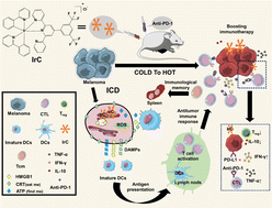 Graphical abstract: An endoplasmic reticulum-targeting iridium(iii) complex induces immunogenic cell death in melanoma cells and enhances anti-PD-1 immunotherapy by remodeling tumor microenvironment