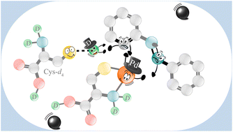 Graphical abstract: Deuteration of Pd-activated C(sp2)–H bonds in the solid state