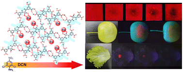 Graphical abstract: A squaramide-based anionic hydrogen-bonded organic framework: enhancing sensing performance for pesticides by post-metallization with in situ imaging