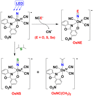 Graphical abstract: Chalcogen atom abstraction from NCE− (E = O, S, Se) and i-Pr2S by the excited state of a luminescent tricyano osmium(vi) nitride