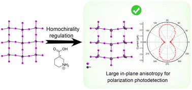 Graphical abstract: Large in-plane anisotropic 2D perovskites toward highly linear polarized light responses