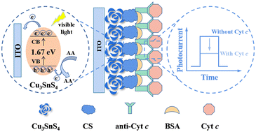 Graphical abstract: Portable self-powered photoelectrochemical immunosensor based on Cu3SnS4 nanoflower for ultra-sensitive and real-time detection of human cytochrome c