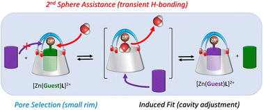 Graphical abstract: Guest exchange in a biomimetic ZnII cavity-complex: kinetic control by a catalytic water, through pore selection, 2nd sphere assistance, and induced-fit processes