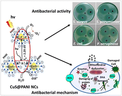 Graphical abstract: Photoresponsive CuS@polyaniline nanocomposites: An excellent synthetic bactericide against several multidrug-resistant pathogenic strains