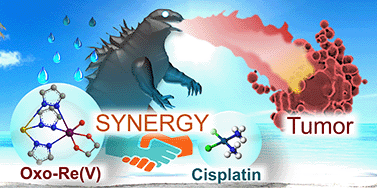 Graphical abstract: A hydrolytically stable oxo-rhenium(v) antitumor agent for synergistic combination therapy with cisplatin: from synthesis and mechanistic studies to toxicity assessment in zebrafish