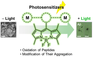 Graphical abstract: Metal–BODIPY complexes: versatile photosensitizers for oxidizing amyloid-β peptides and modulating their aggregation profiles
