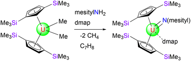 Graphical abstract: Investigating the reactivity of a Lewis base-supported terminal uranium imido metallocene