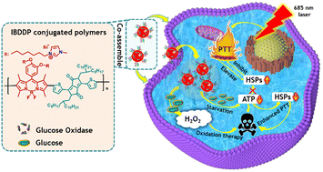 Graphical abstract: Glucose oxidase and conjugated polymer nanocomplexes for synergistic photothermal/starvation/oxidation therapy