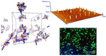 Graphical abstract: Novel self-assembling cyclic peptides with reversible supramolecular nanostructures