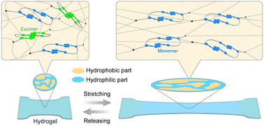 Graphical abstract: Mechanochromic luminescence of phase-separated hydrogels that contain cyclophane mechanophores