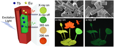 Graphical abstract: Multifaceted luminescence in lanthanide-activated microrods for advanced multicolor anti-counterfeiting